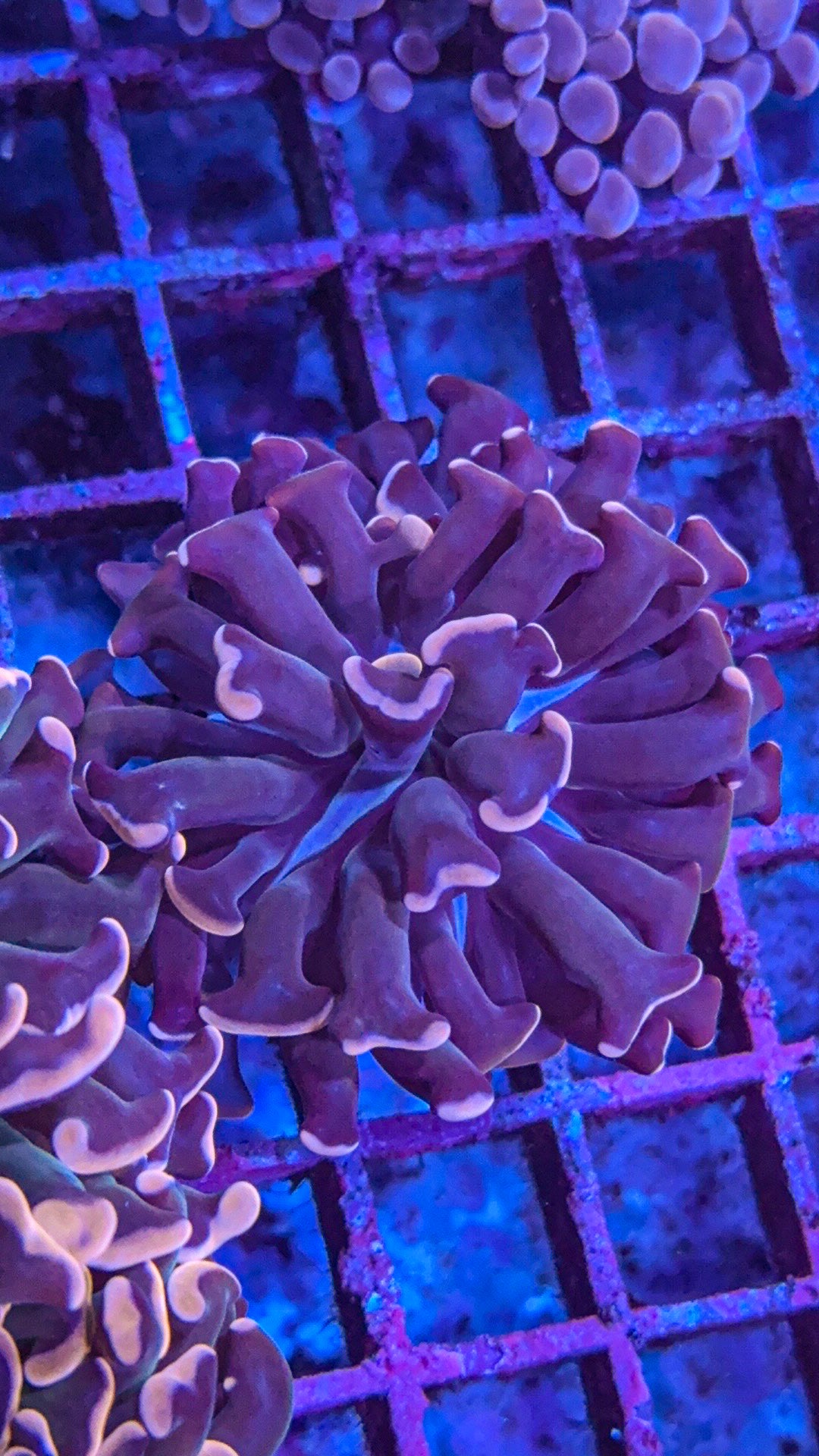 Rare Pink Aussie Hammer (WYSIWYG)