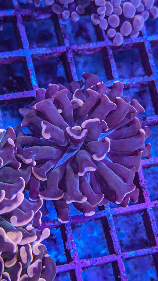 Rare Pink Aussie Hammer (WYSIWYG)