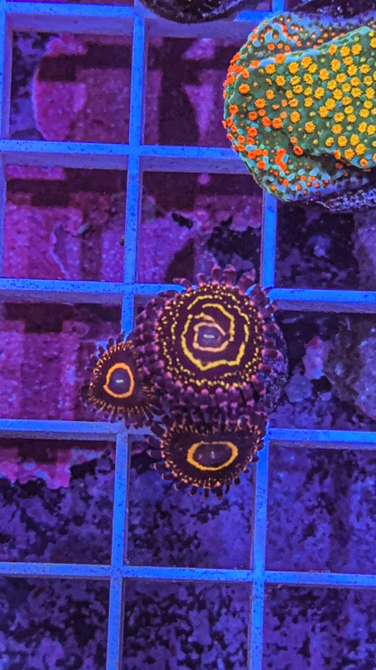 Stratosphere Zoas (WYSIWYG)
