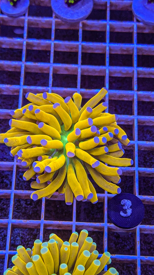 Ultra Banana Grail Torch #3 (WYSIWYG)