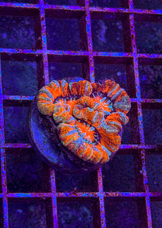 Rainbow Wilsoni (WYSIWYG)
