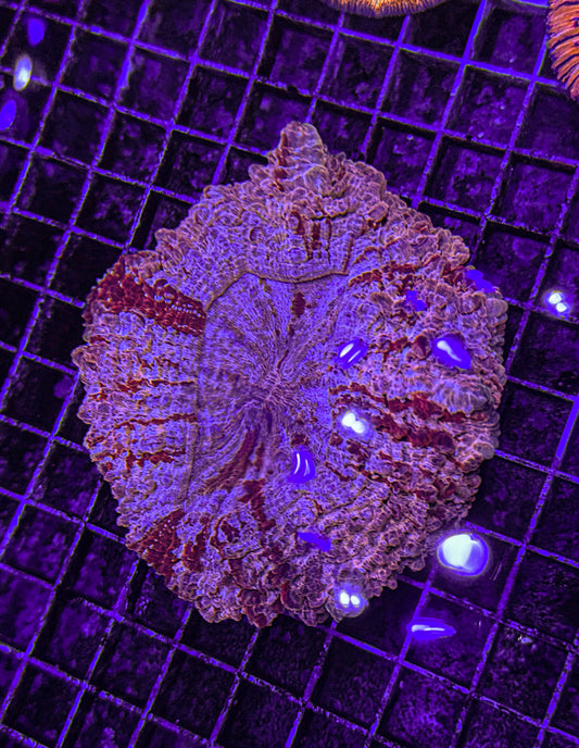 Ultra Acanthophyllia (WYSIWYG)