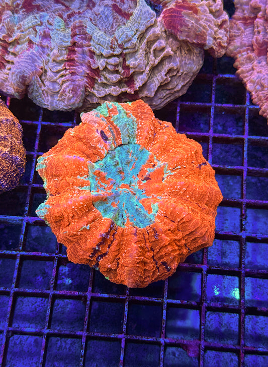 Acanthophyllia (WYSIWYG)