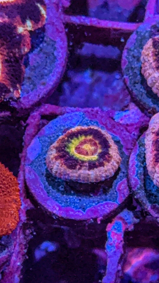 Asian Acan (WYSIWYG)