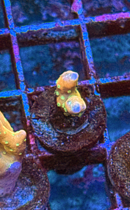 Tropicana Anacropora (WYSIWYG)