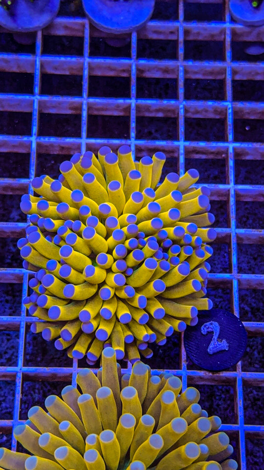 Banana Grail Torch #2 (WYSIWYG)