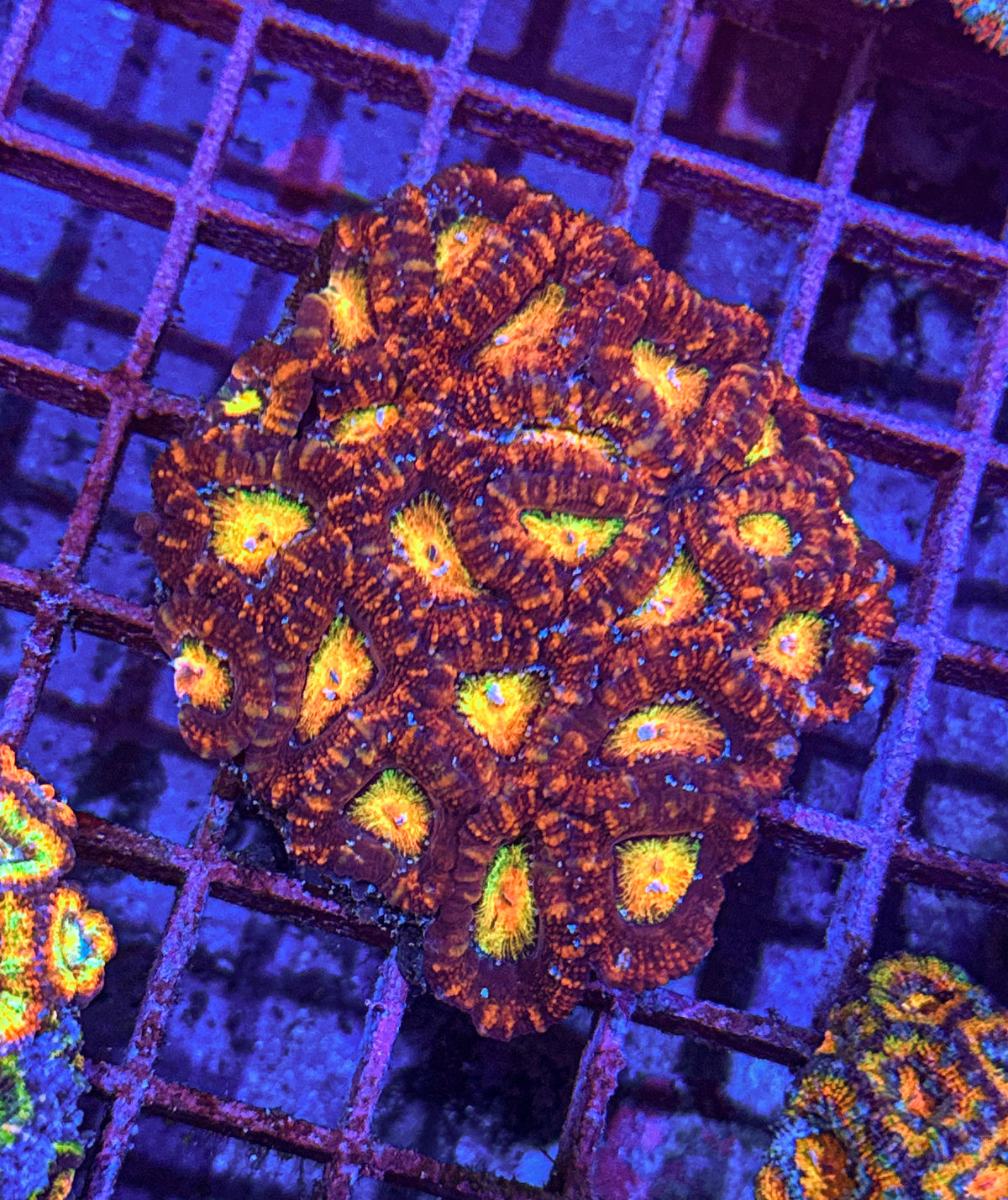 Ultra Rainbow Acan Colony (WYSIWYG)