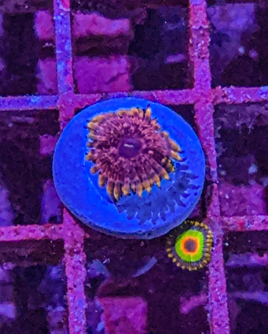 Pink Medallion Zoa (WYSIWYG)