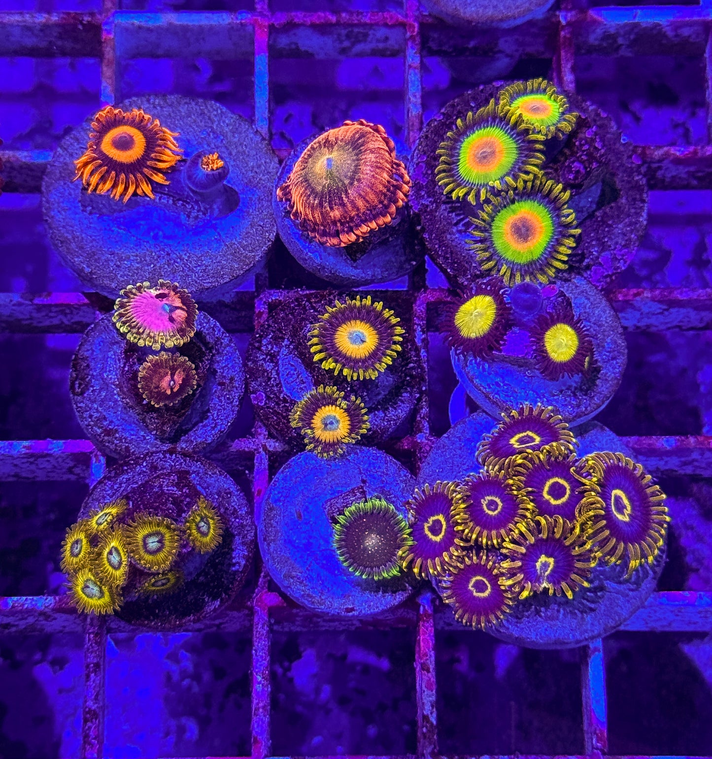 Zoa Pack (WYSIWYG)