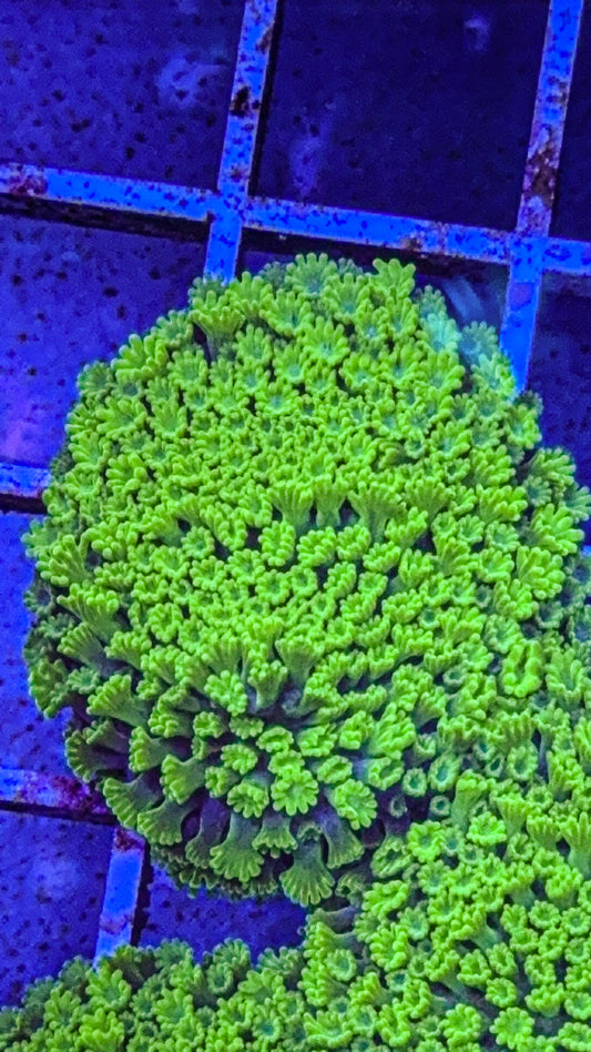 Rare Blue Base Green Polyp Astreopora (WYSIWYG)