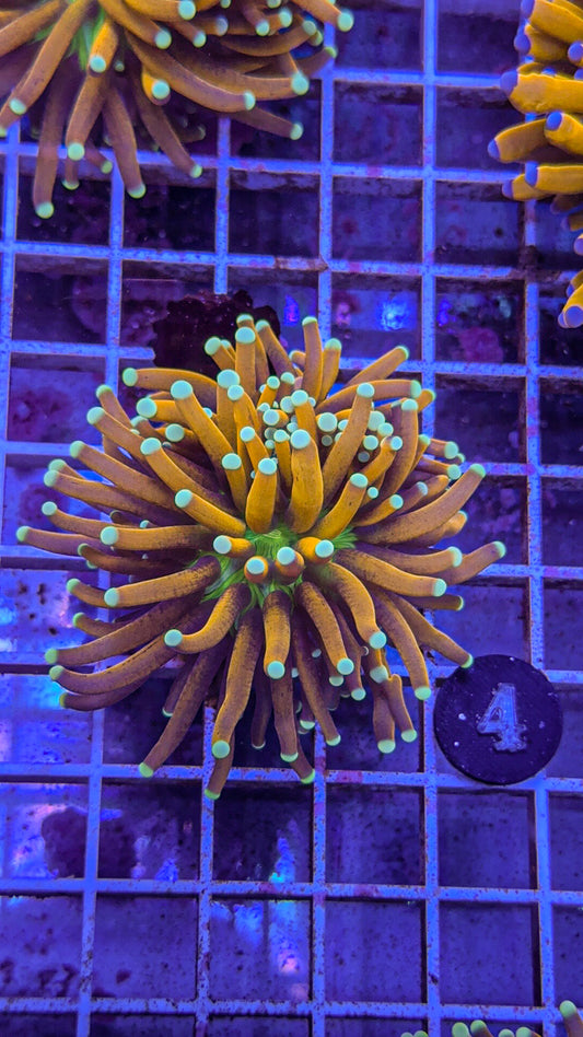 Ultra Banana Grail Torch #4 (WYSIWYG)