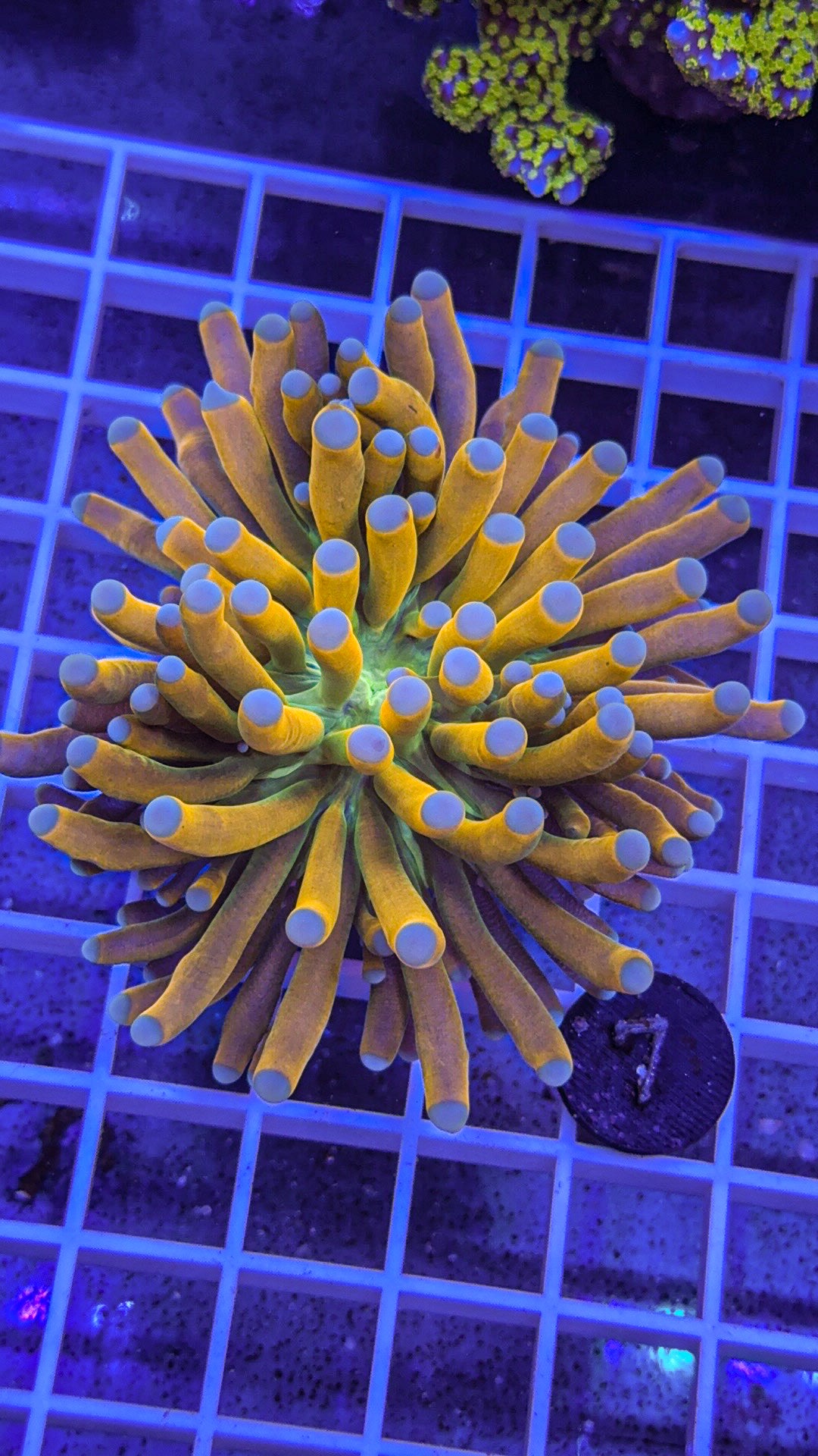 Banana Grail Torch #7 (WYSIWYG)