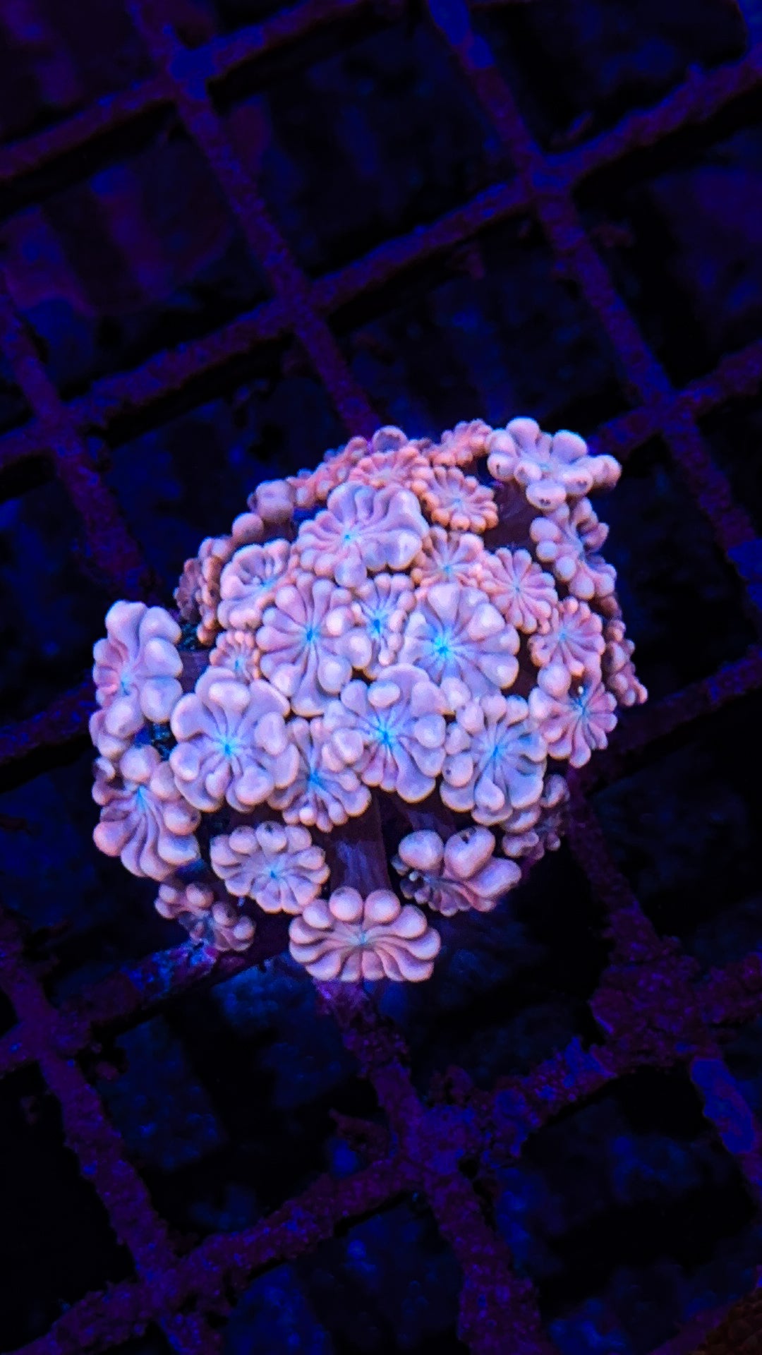 Cotton Candy Alveopora