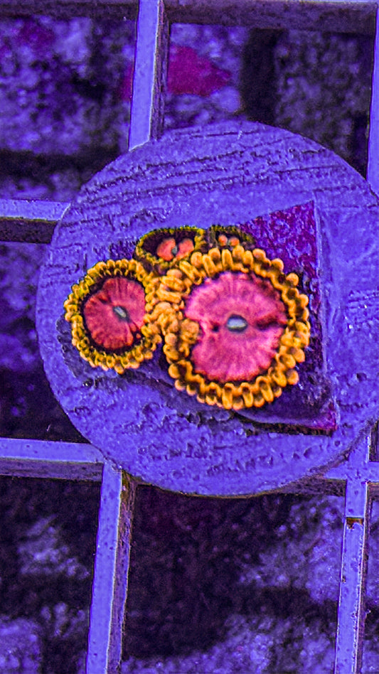 Pink Diamond Zoas (WYSIWYG)