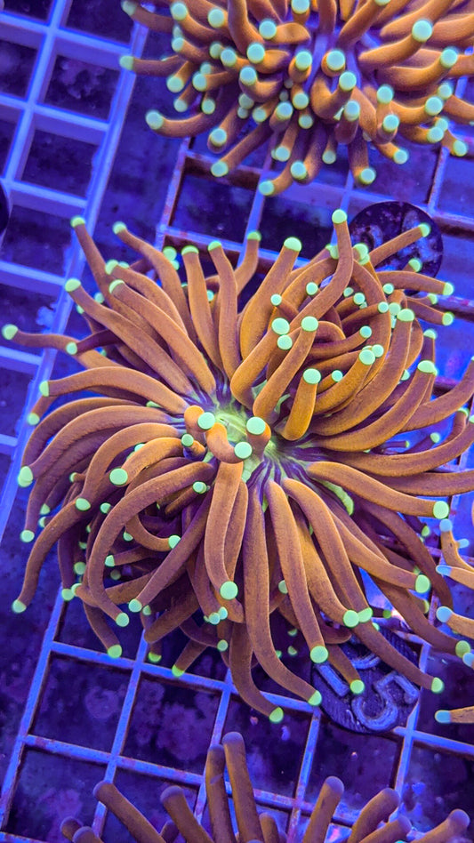 Ultra Sun God Torch #24 (WYSIWYG)