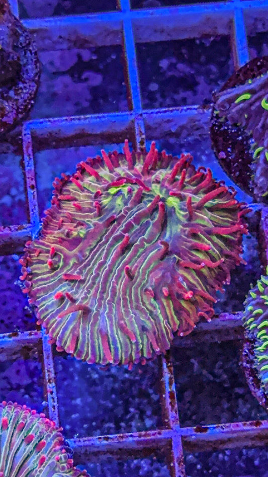 Diaseris Fungia AKA Plate Coral (WYSIWYG)