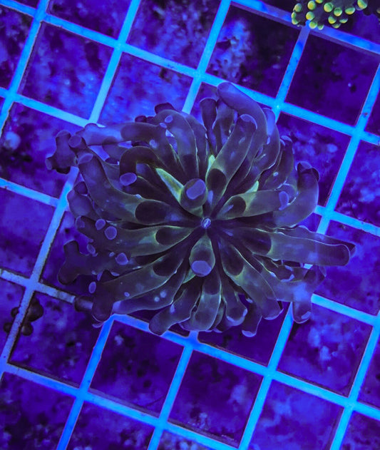 Blue Tip Frogspawn (WYSIWYG)