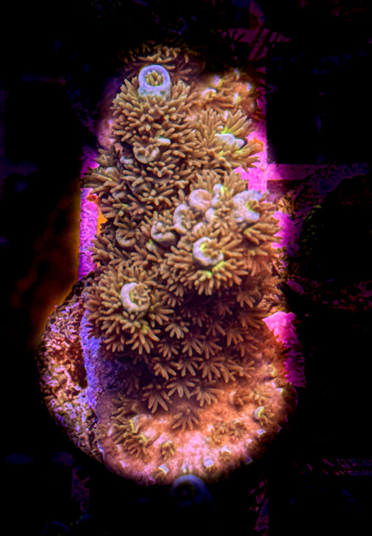 WCC Fluffy Tenuis Acro (WYSIWYG)