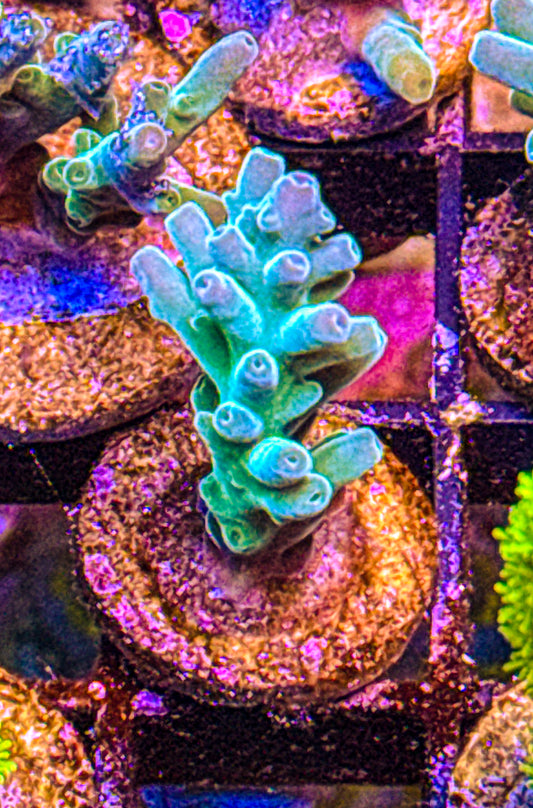 ORA Hawkins Echinata Acro (WYSIWYG)