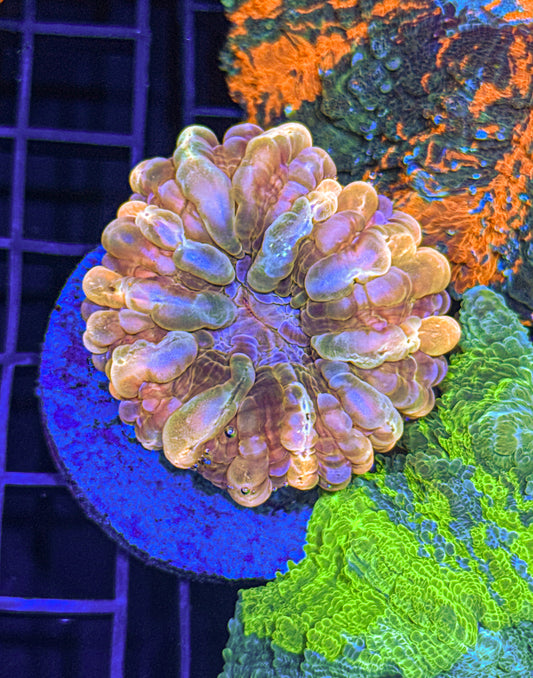 Yellow/Pink Cynarina (WYSIWYG)