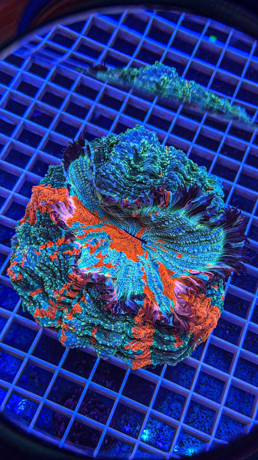 Glitter Acanthophyllia (WYSIWYG)