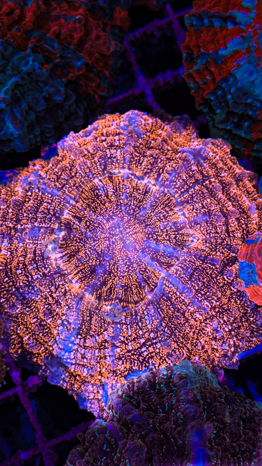 Orange Glitter Acanthophyllia (WYSIWYG)
