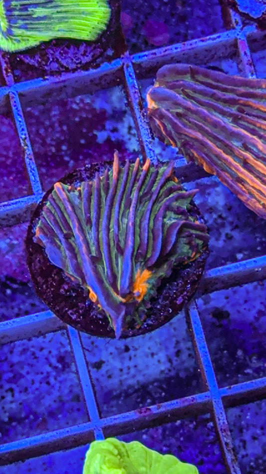 Fungia Frag (WYSIWYG)