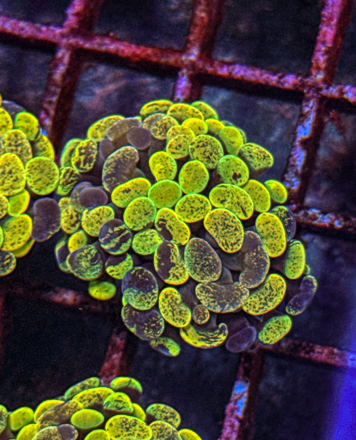 True Yellow Splatter Hammer (WYSIWYG)