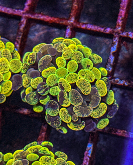 True Yellow Splatter Hammer (WYSIWYG)
