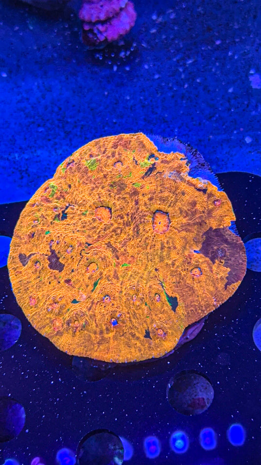 Rainbow Meltdown Chalice Colony (WYSIWYG)