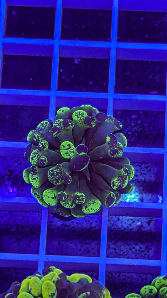 Splatter Hammer #2 (WYSIWYG)