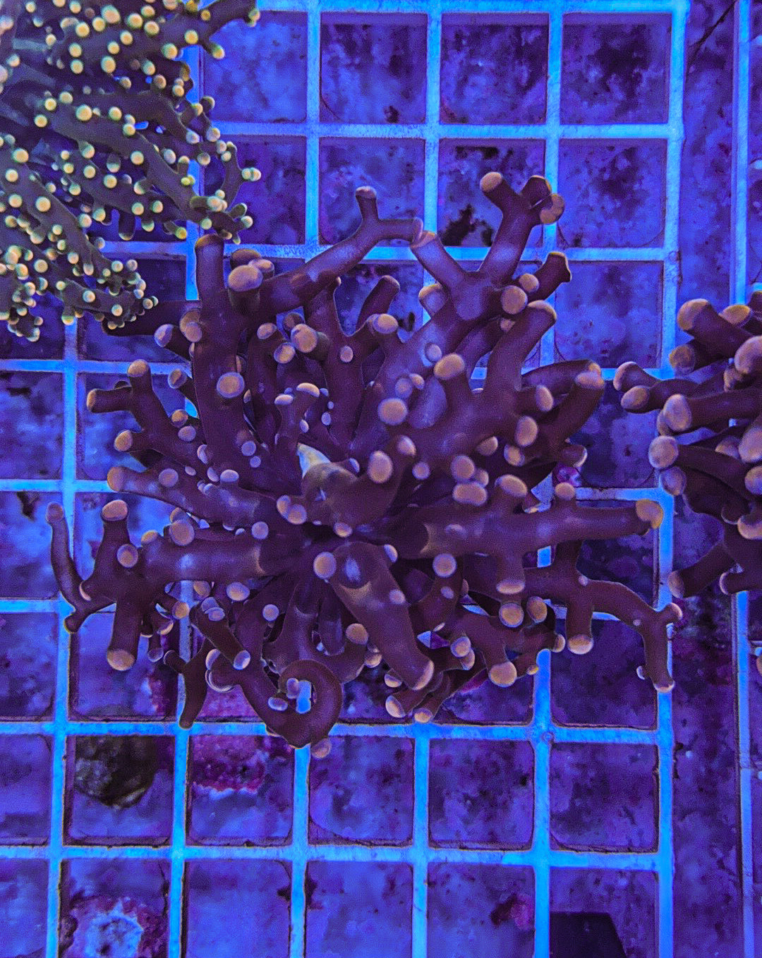 Pink Frogspawn (WYSIWYG)