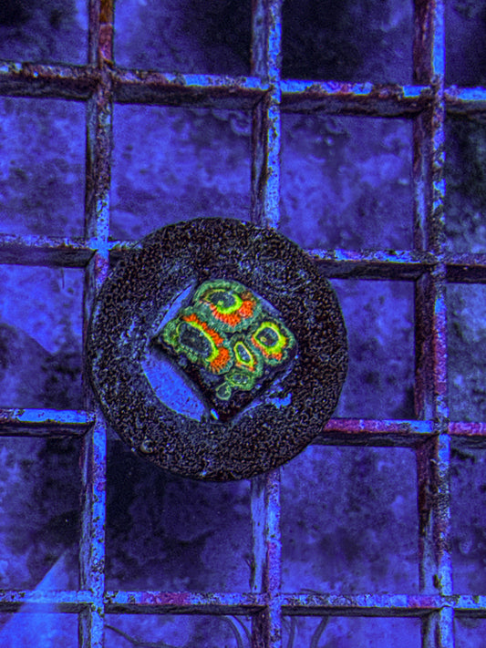 Holy Grail Micromussa Acan (WYSIWYG)