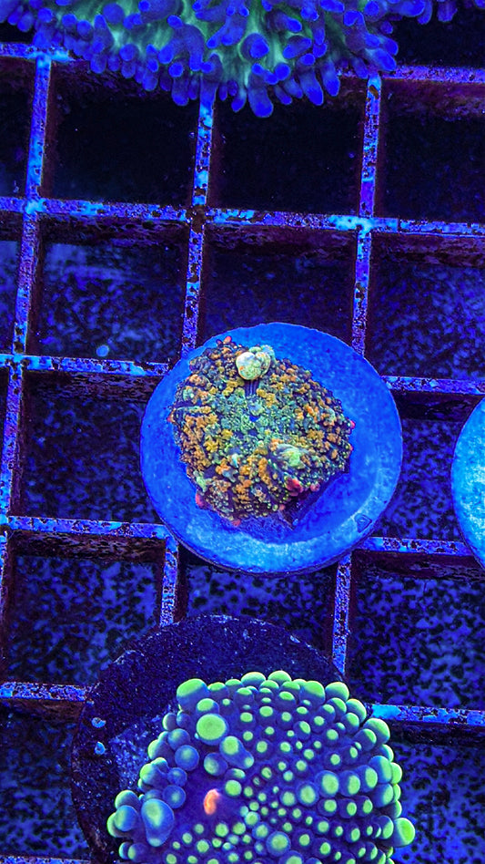 OT7 Bounce Mushroom (WYSIWYG)