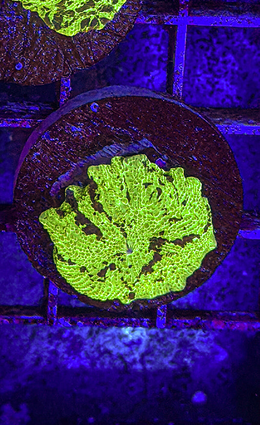Kryptonite JB Mushroom (WYSIWYG)