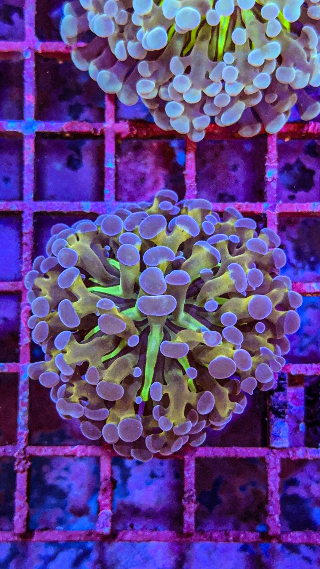 Rare Blue Tip Gold Stem Frammer (WYSIWYG)