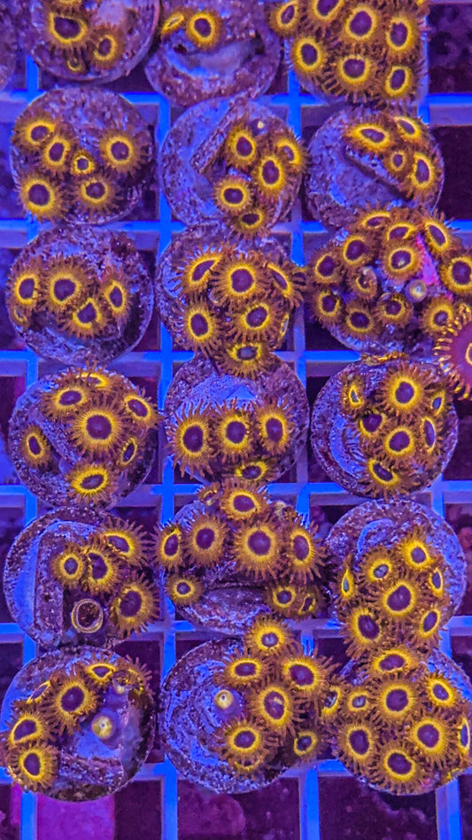 Pikachu Zoas (WYSIWYG)