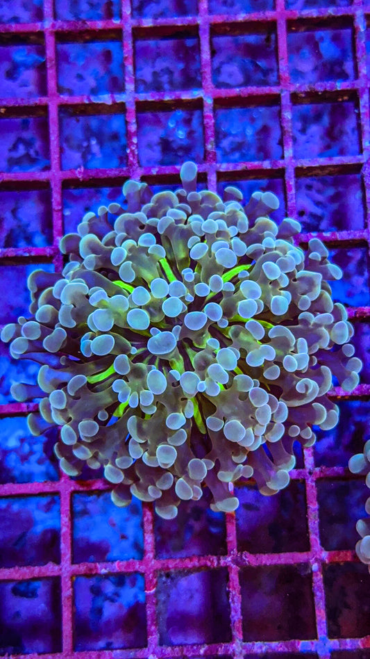 Green Base Teal Tip Frammer (WYSIWYG)