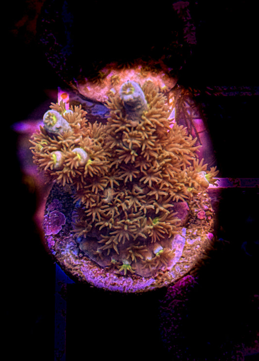 WCC Fluffy Tenuis Acro (WYSIWYG)