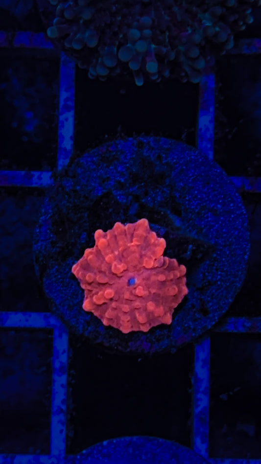 Small Bubbly Red Mushroom (WYSIWYG)