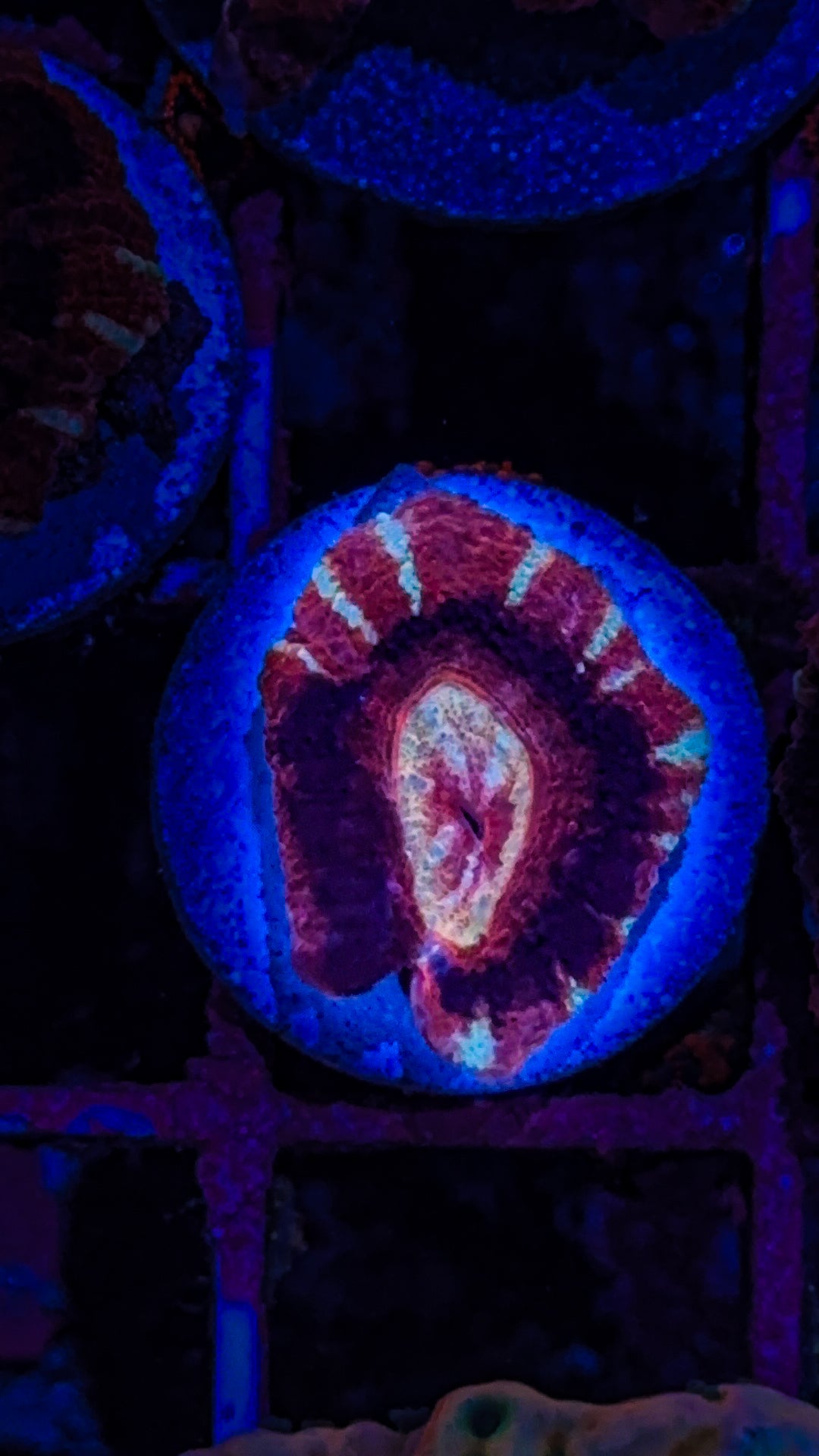Asian Acan #2 (WYSIWYG)