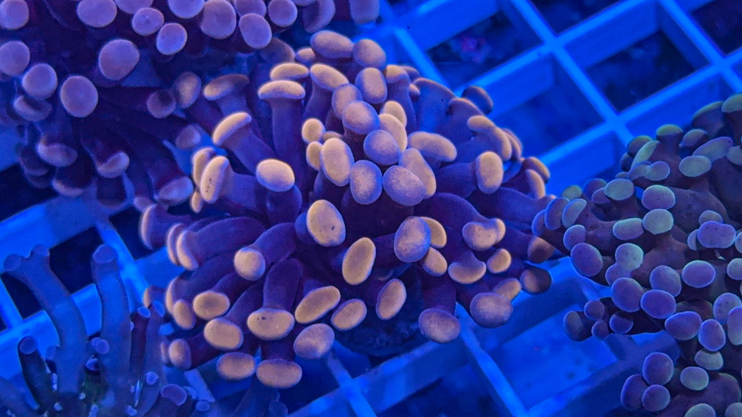 Peach Hammer (WYSIWYG)