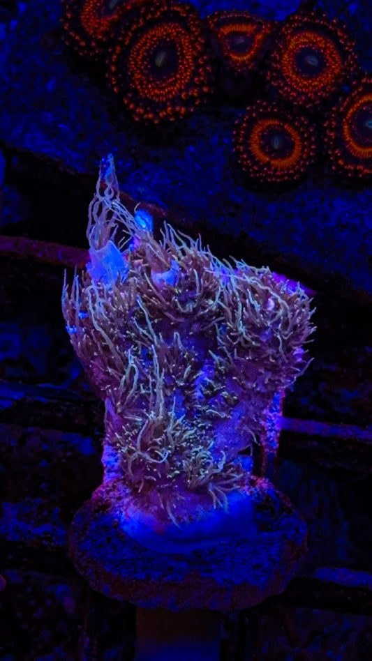 WCC Optimus Prime (WYSIWYG)
