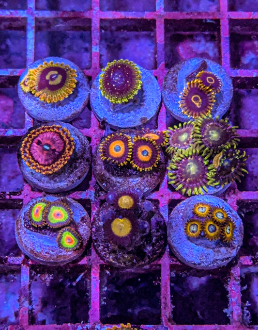 Zoa Pack #2 (WYSIWYG)