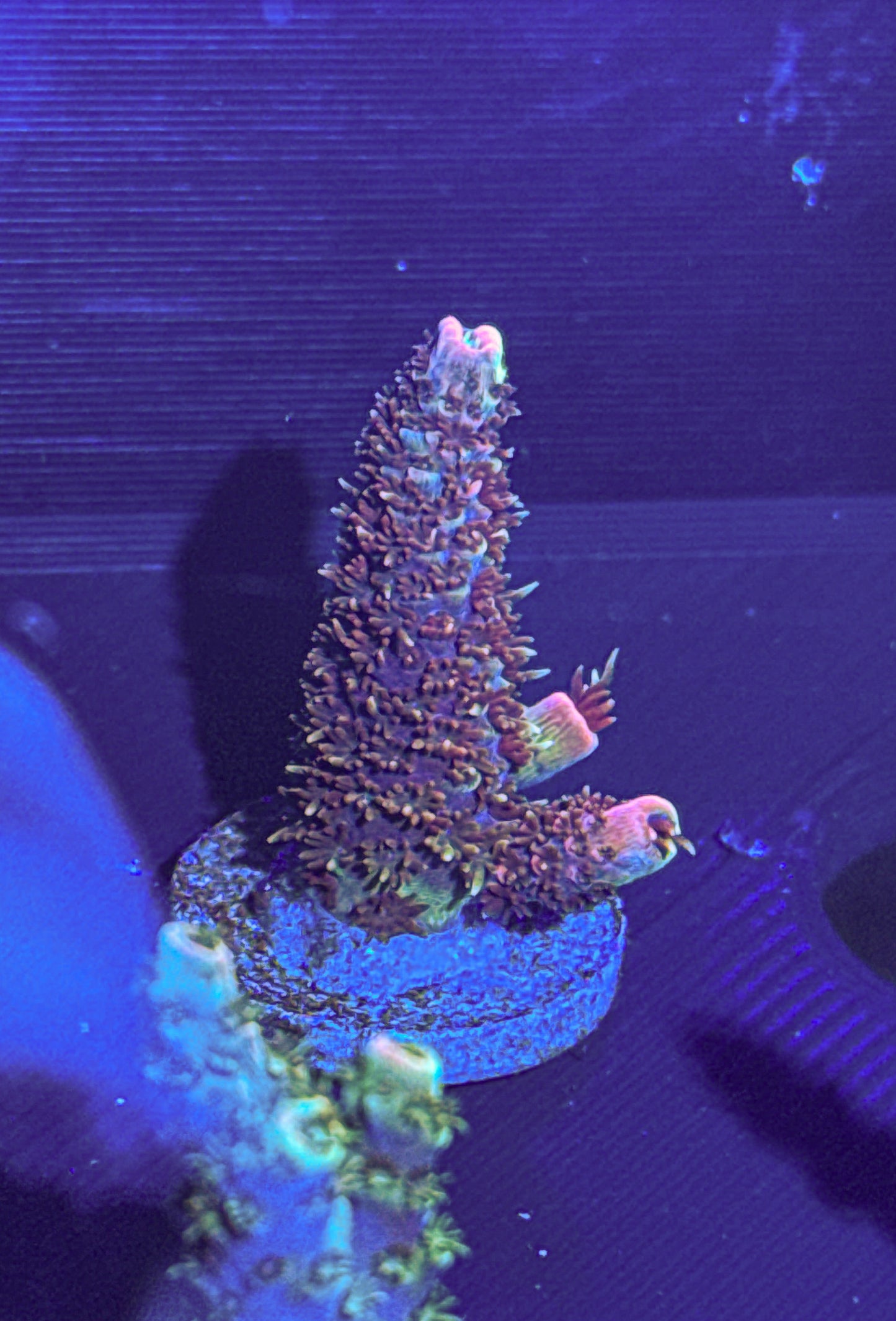 CCH Chewbacca Acro (WYSIWYG)