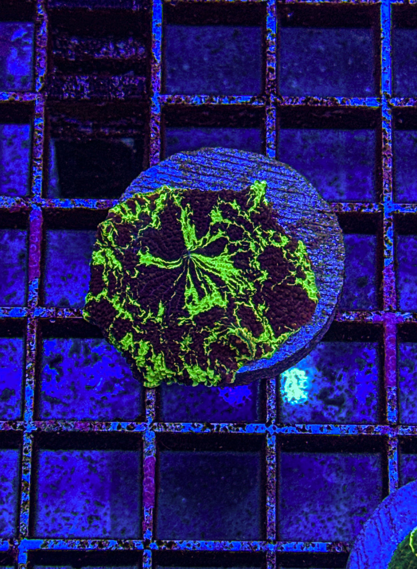 Kryptonite Jawbreaker Mushroom (WYSIWYG)