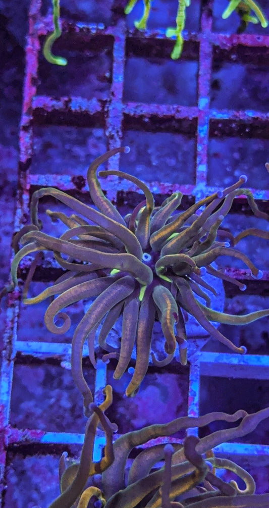 TCK Master Torch (WYSIWYG)