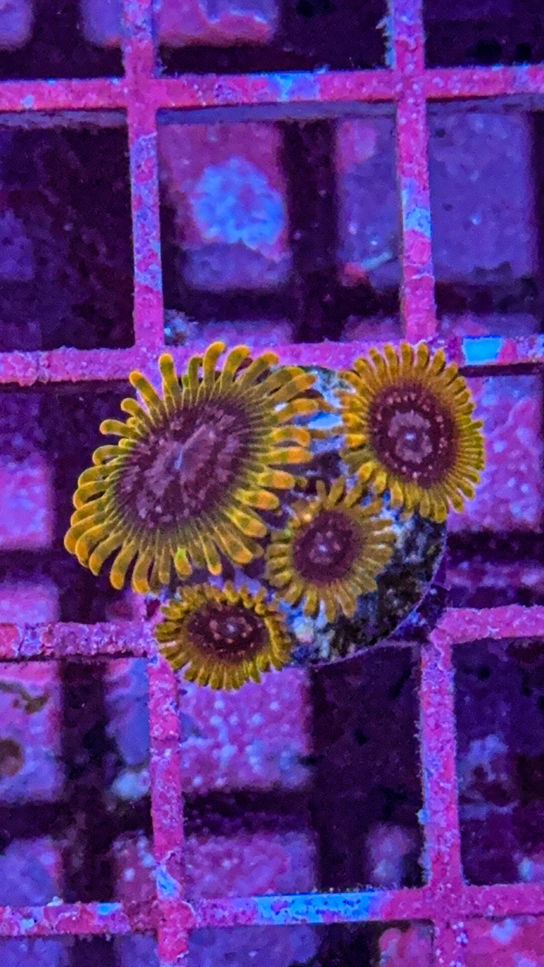 Acid Reflux Zoa (WYSIWYG)