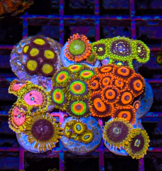 Zoa Pack #2 (WYSIWYG)