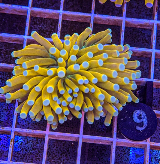 Banana Grail Torch #9 (WYSIWYG)